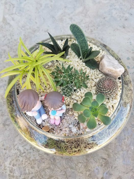 Arranjo de Suculenta