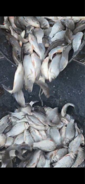 Карась зарибок обєм