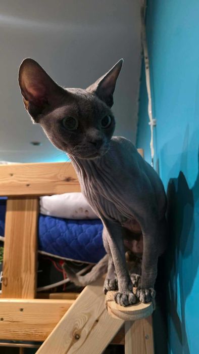 Niebieski miziasty kocurek Devon rex, szuka kochającego domu