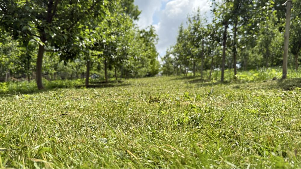 Покос трави, підрізка кущів, догляд за деревами