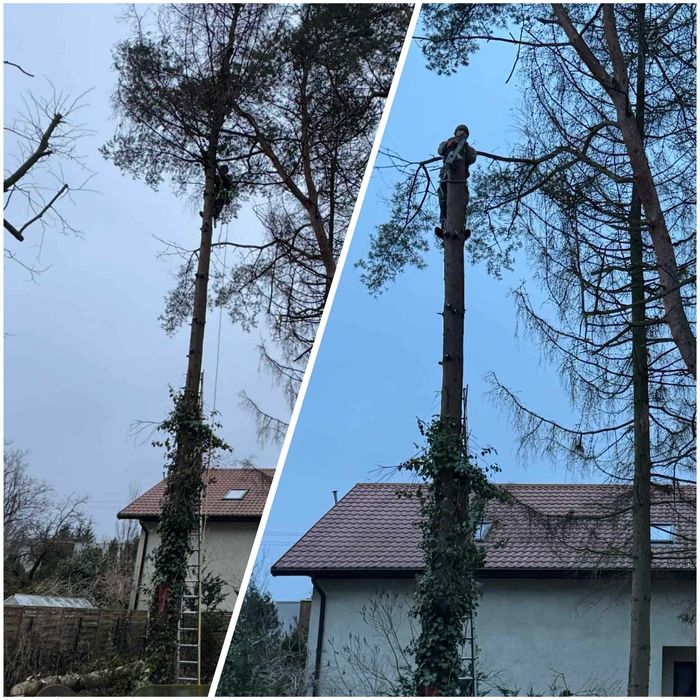 Wycinka drzew, frezowanie karp, zrębkowanie porządki, cięcie żywopłotu