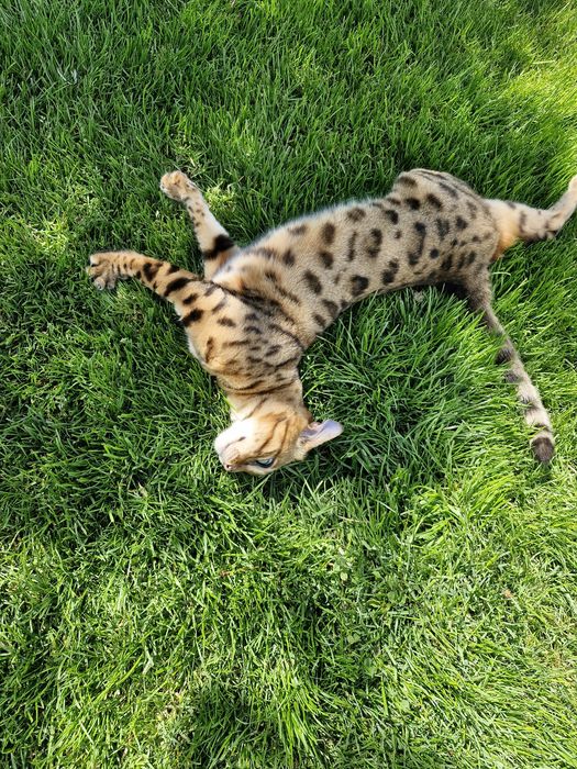 Zagineła kotka Bengal ZOJA
