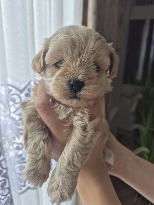 Maltipoo  piesek