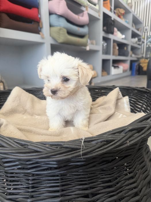 Bichon Maltes  menino top