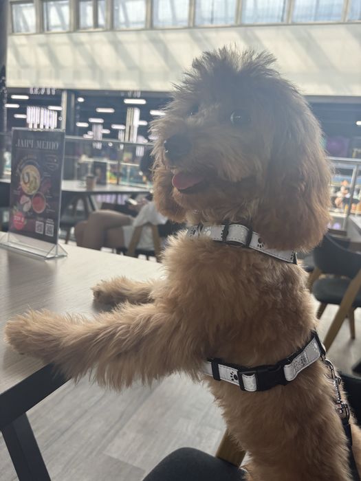 Вязка той-пудель (карликовый)