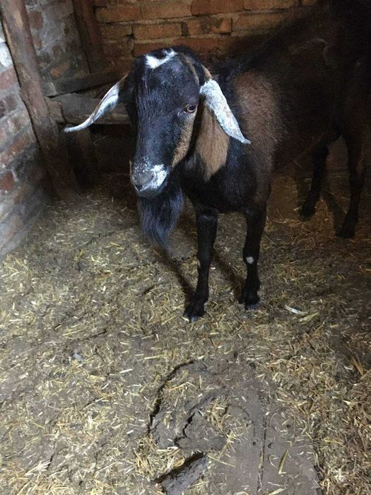 козел рік жеве .