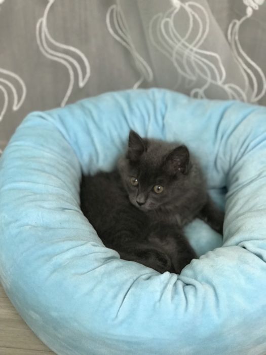 Котик Британець довгошер...2 місяці хлопчик дуже чемний грайливий
