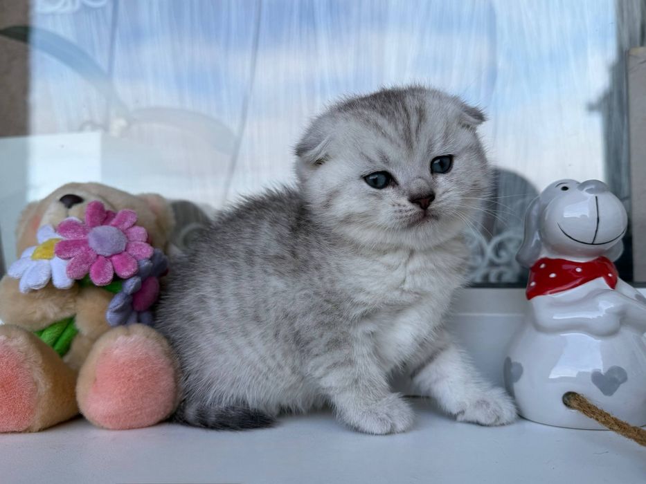 Шотландські кошенята