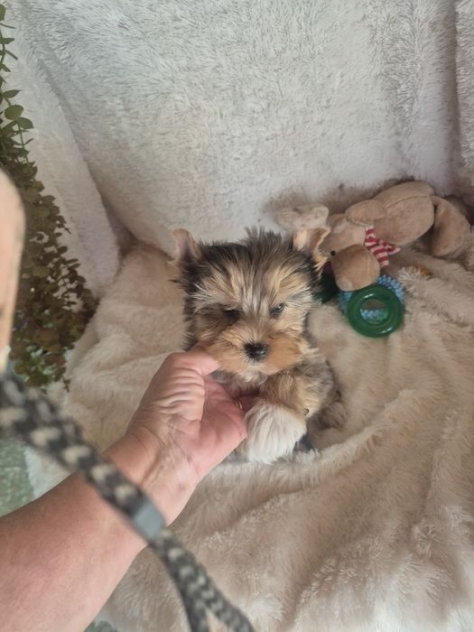 Biewer Terrier Fêmea Choco Melre Criadora Registada PT3088FL