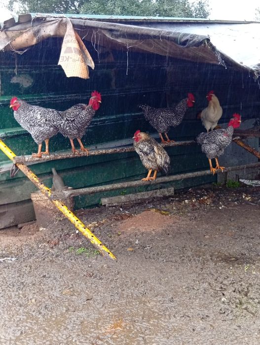 Vendo galos de raça pedrês e legorne