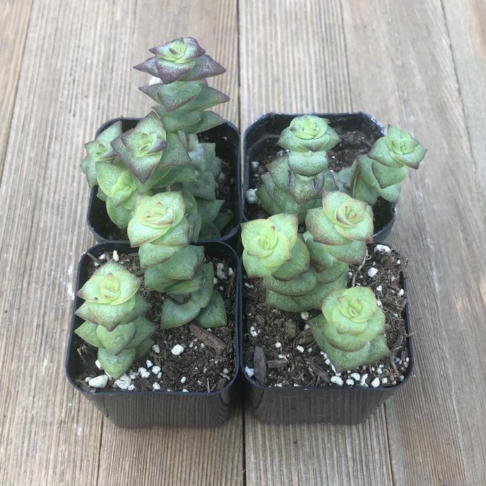 Suculenta Kalanchoe Aranto Mãe de Milhares Bryophyllum Daigremontianum