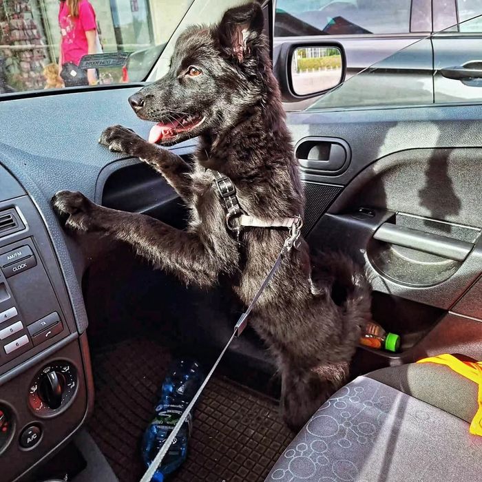 Oddam psa w dobre ręce