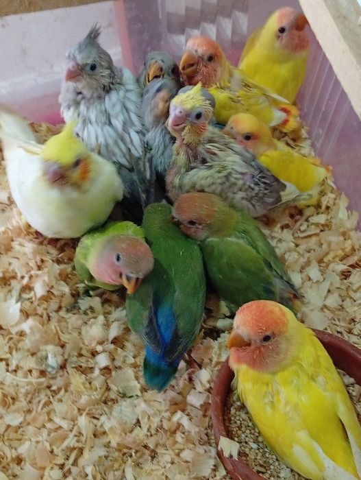 Cedem se agapornis e caturras domesticados