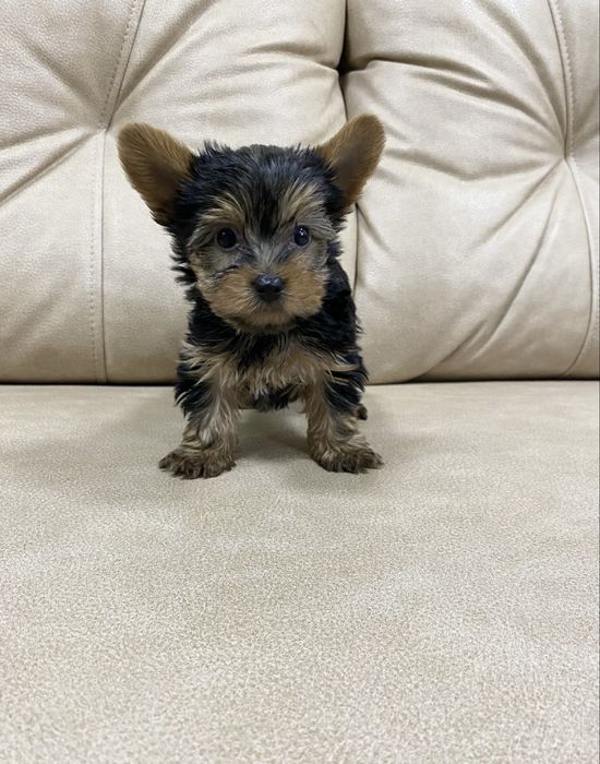 Йоркширский терьер