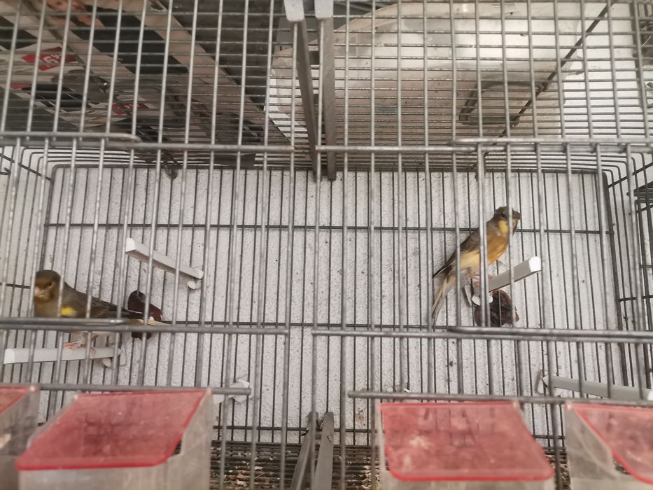 Vendo Canários 2023 /2024 e novos 2025