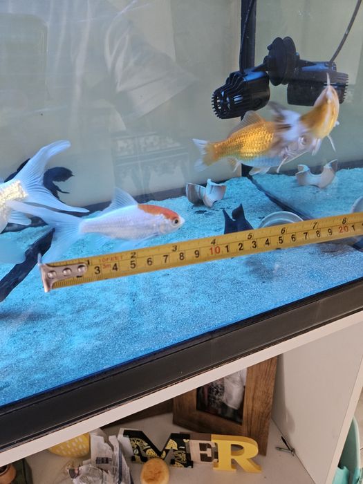 Peixe aquário grande