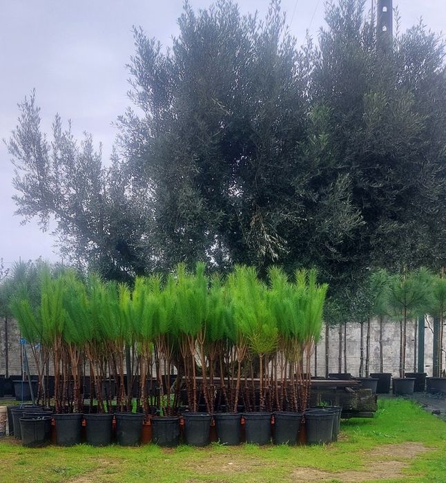 Lote 100 pinheiros mansos 1.20/1.40