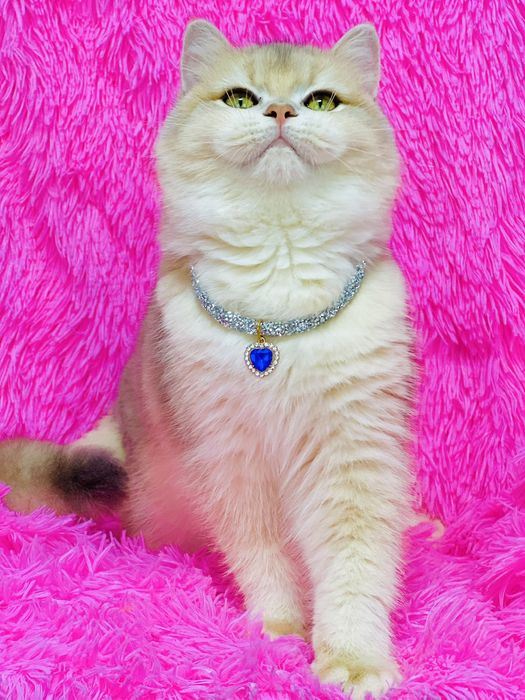 Британська золота шиншилла