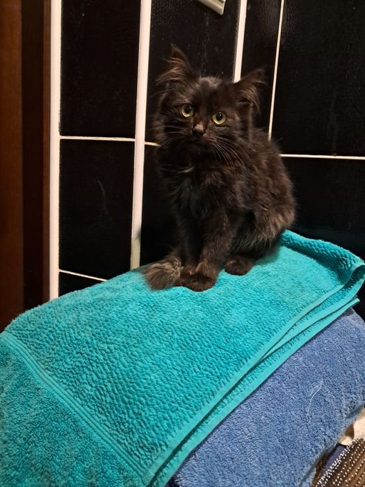 Кошенята в добрі руки