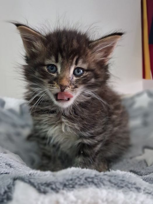Gatinho  Bosques da Noruega com lop