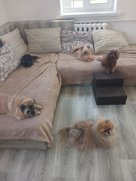 Перетримка собак до 12 кг.  Готель, догсіттер, передержка. Фото/відео