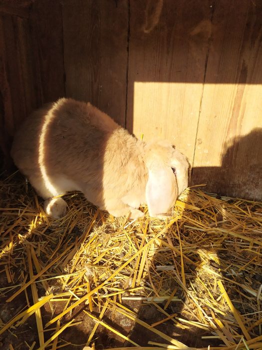 Królik króliki samiec samica baran francuski żółty