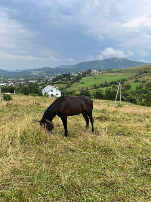 Продається дешево молодий спокійний кінь в хороші руки
