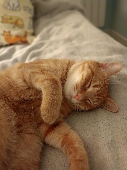 Rudasek Ignacy szuka domu