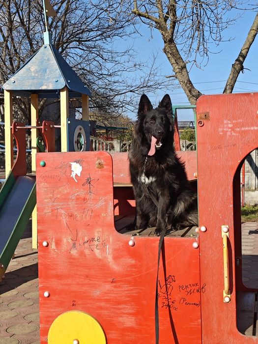 Кінолог, дресирування собак