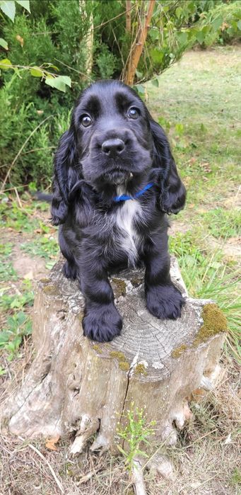 Cocker spaniel angielski gotowy do odbioru