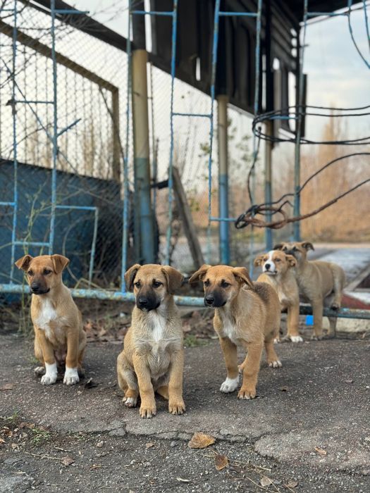 Шукаємо родини для цуциків