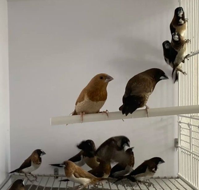 Casais de Bengalins do Japão
