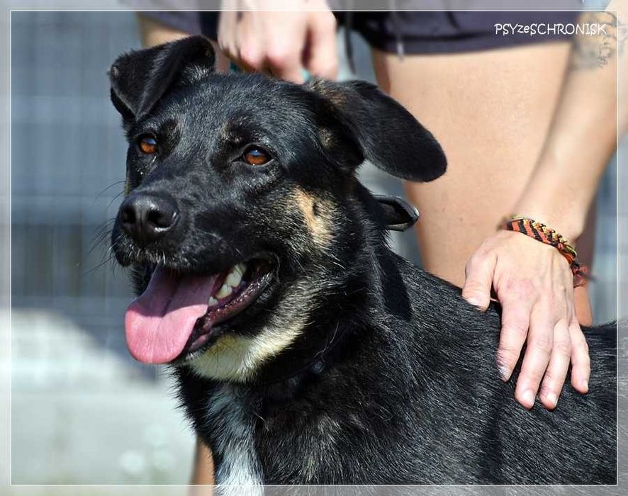 Wspaniały Marco szuka domu