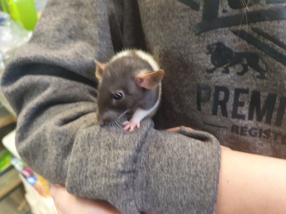 Szczurek Dumbo || Szczurki, szczury, urocze i oswojone samiczki