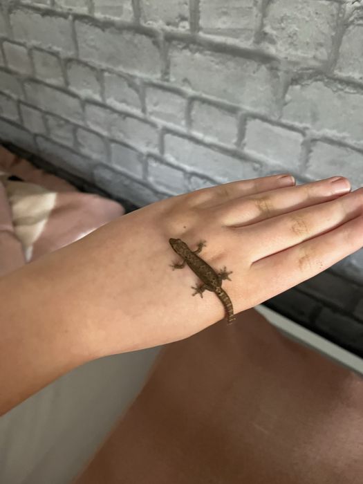 Na sprzedaż gekony płaczące+terraium
