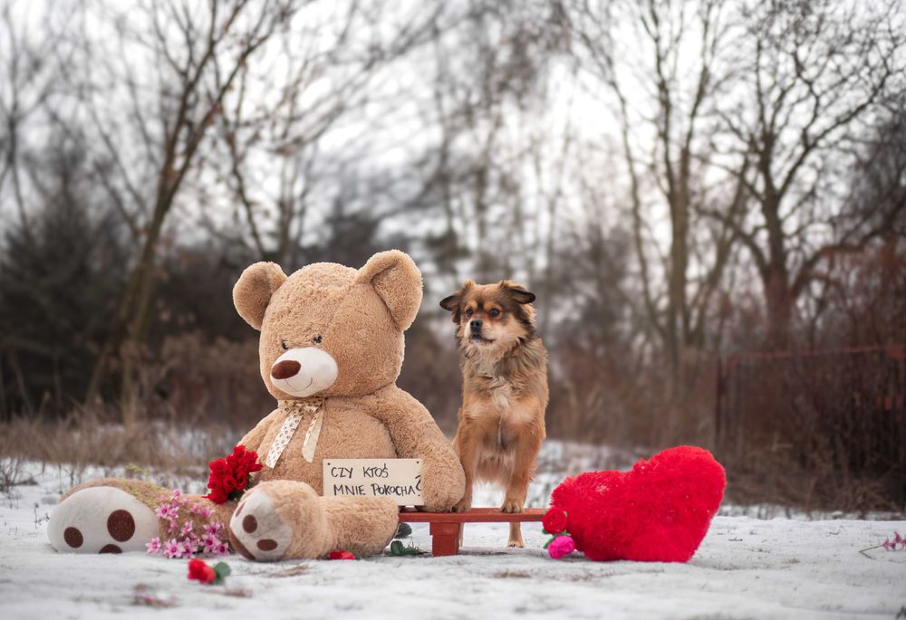 Pies Nr 04306 LEO Schronisko Chorzów PsiKot