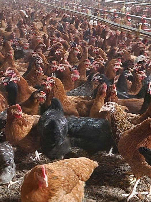 Kury Nioski młode z pierwszym jajkiem.Rosa Messa Leghorn Dominant.