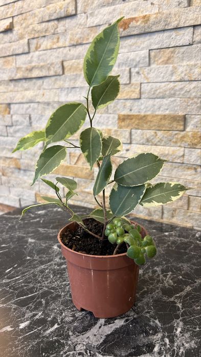 Фікус та аіхрізон в одному горщику