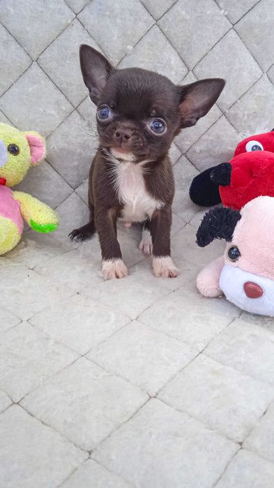 Нарядный шоколадный мальчик чихуа