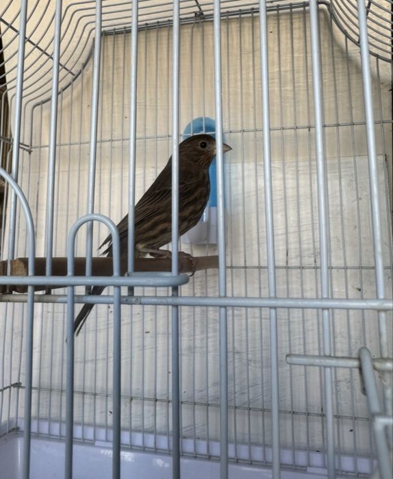 Ave tipo canário mexicano.