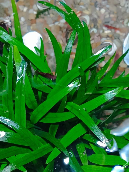 Креветка Blue Dream та червоні Кровавая Мери