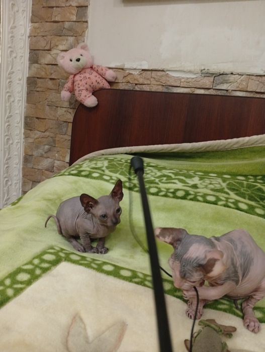 Канадский сфинкс