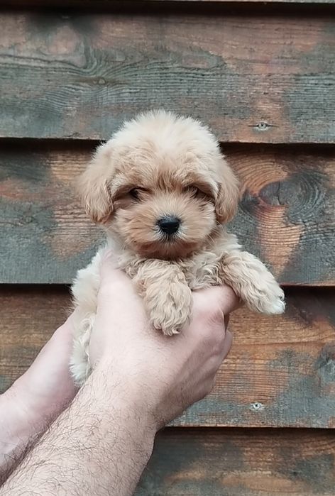 Мальтипу F1 и F2