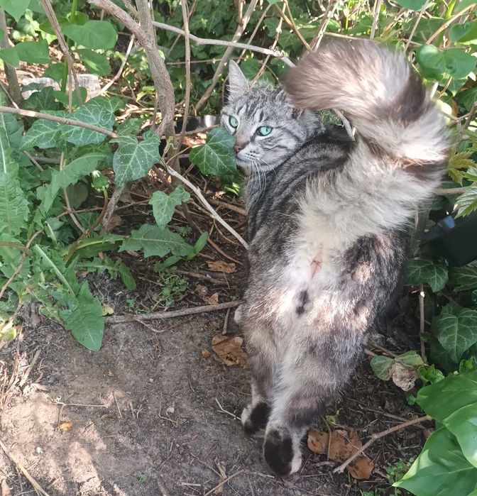 Czarna mama i srebrzysty synek szukają domu