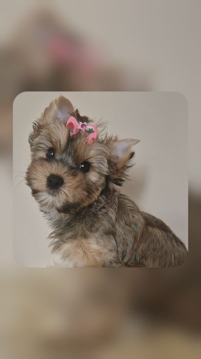 Yorkshire Terrier