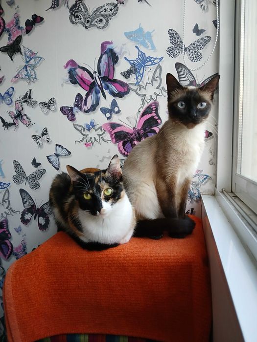 PET SITTING - Estadia Familiar regime Exclusividade - Oeiras