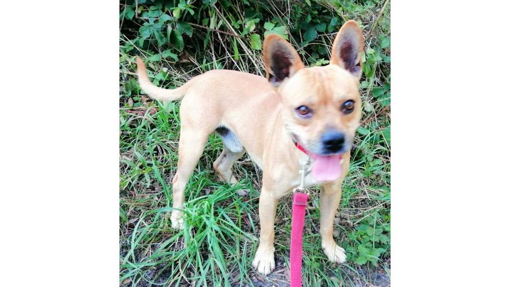 Nieduży (10kg), WESOŁY, odważny pies - możliwy dowóz