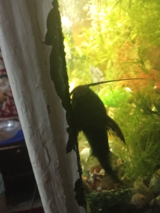 Продам соміка перевертиша