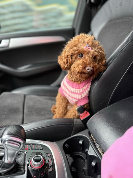 Цуценятка мальтипу