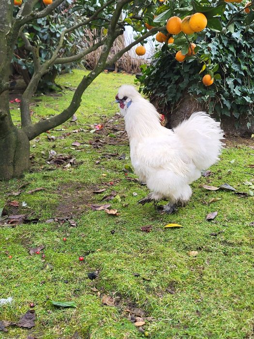 Sedosa do Japão- Galo